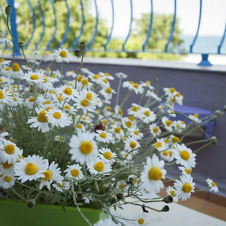 Apartment Garden *